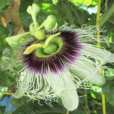 Allium Ampeloprasum Passion Flower Purple Passion Flower Passion Flower Plant