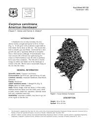 My 4 new american hornbeams arrived in beautiful condition. Carpinus Caroliniana American Hornbeam Fact Sheet St 120 1