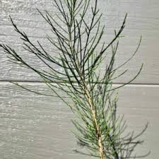 Image result for Casuarina littoralis