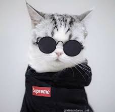 Black Cat Cute Grey Hoodie Kitty Sunglasses Supreme Wearing White Cute White And Grey Kitty Cat Wearing A Suprem 2020 Cute Kittens Hayvanlar Guzel Kediler