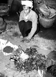 Image result for Rytigynia kiwuensis