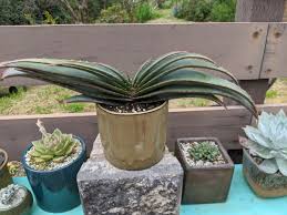 Image result for Aloe suprafoliata