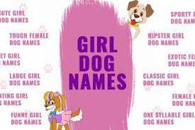In this case, some female cartoon dog names can assist you to take the right decision. 10 Best Movie Pets We Long To See Again And Again Petmoo Female Dog Names Dog Names Girl Dog Names