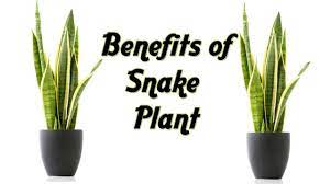The scientific name of snake plant is sansevieria trifasciata. Benefits Of Snake Plant Use Of Snake Plant Plants For Bedroom Youtube