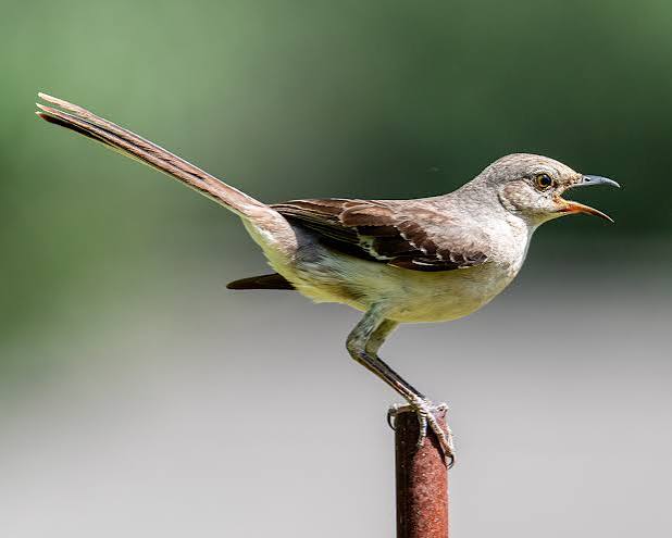 Bird of the Week: Northern Mockingbird – Travis Audubon