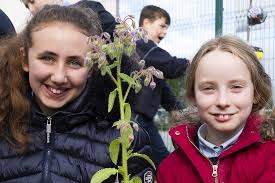 Around the districts: Cushinstown, Fethard