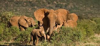 … your elephant insurance policy number; Tracking Real Time Monitoring Save The Elephants
