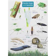 Garden Bugs And Beasties Chart