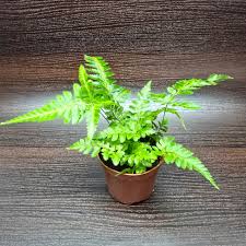 Image result for Rumohra adiantiformis