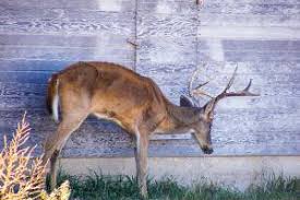 The nebraska game and parks commission is looking for feedback about park visitors' experiences at 22 state parks, recreation areas and historical parks. 5 Ways Hunters Can Prevent Spreading Chronic Wasting Disease Gearjunkie