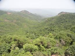 Image result for Cyperus zollingeri