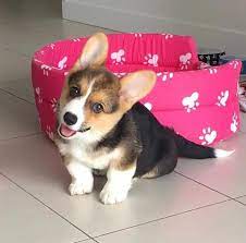 Furthermore, the entirety of our pups have incredible demeanors. Pembroke Welsh Corgi Puppies For Sale Com Home Facebook