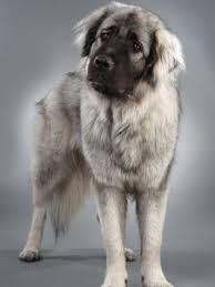 Check spelling or type a new query. Leonberger Dogs Crossbred From Newfoundland St Bernard Great Pyrenees I Want One So Bad Leonberger Dog Dogs Giant Dogs