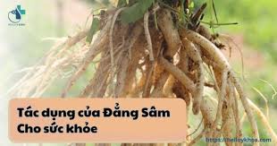 Tác dụng của đẳng sâm là gì? Thông tin cần biết về cây quý hiếm này