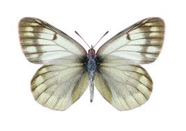 Image result for Colias tyche