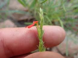 Image result for Striga asiatica