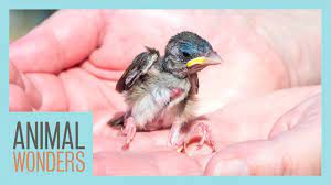 This bird will need to come to bathing on her own. What To Do If You Find A Baby Bird Youtube