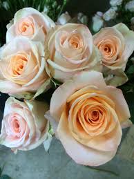 Home to tv, film and popular culture fans. Tiffany Roses All Year Peach Flowers Pretty Flowers Flowers