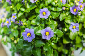 Pianta sempreverde con fiori : Exacum Affine Una Pianta Da Vaso Ricca Di Fiori Ecco Come Coltivarla