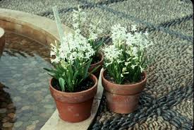 We did not find results for: It S Time To Plant Tulips Hyacinths