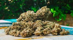 Finding the Best Place to Buy THCA Flower in 2025 | Utoya