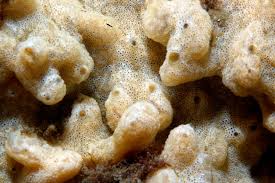 Image result for Dipcadi vaginatum