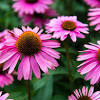 Deadheading and cutting back are two pruning methods most frequently applied to perennials and annuals, but also to shrubs and vines, especially those that are deadheading prevents a plant from setting seed or producing fruit, and in many cases encourages the plant to produce more flowers. 1