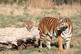 Week 246 Out And About Save China S Tigers South China Tiger Tiger Panthera Tigris