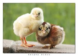 Beer can chicken leads to overcooked chicken. Chicken Genome Plucked Bare By Inbreeding Organic Food