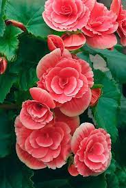 Double Begonia Flowers By Dency Kane Beautiful Flowers Amazing Flowers Flower Seeds