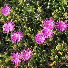Image result for Delosperma tradescantioides