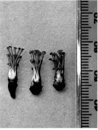 Image result for Hugonia elliptica