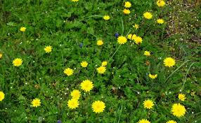 Fiori spontanei dei monti sibillini. Fiori Gialli Spontanei Nei Campi Fiori Gialli Nei Campi Cosa Sono Ricette Con Fiori Ornamentali E Spontanei Cheyennen Carpus