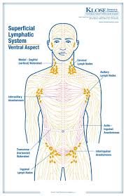 Pin By Fire Horse On Tcm Facial Lymphatic Drainage Massage