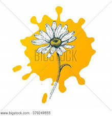 Jun 10, 2021 · daisy nail art is everywhere on instagram, and celebrities including bella hadid and dua lipa have been experimenting with the trend. Isolated Cute Daisy Vector Photo Free Trial Bigstock