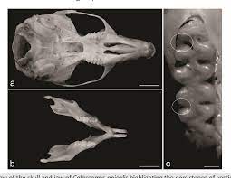 Cala¸ca do esp´ırito santo, father of one of the authors (emvcc). Pdf A New Record Of Calassomys Apicalis Rodentia Cricetidae In The Espinhaco Mountain Range Brazil Semantic Scholar