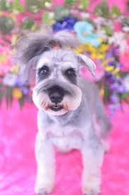 22242 palos verdes blvd torrance ca 90505. Bubbles Pet Spa Malad