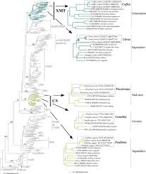 Convergent Evolution Of Caffeine In Plants By Co Option Of