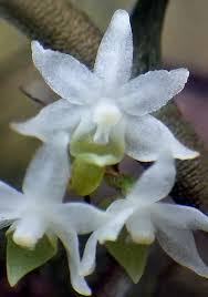 Image result for Eggelingia ligulifolia