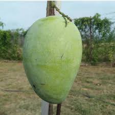 Ciri mangga apel yang sudah matang dan siap santap, biasanya agak empuk dan aromanya cukup harum. Buah Mangga Harum Manis Gred A Perlis Home Furniture Gardening On Carousell