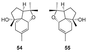 Image result for Artabotrys monteiroae