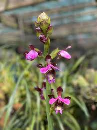 Image result for Eulophia horsfallii