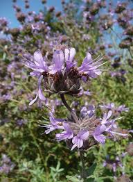 What kind of water does the cleveland sage need? Plants Theodore Payne Foundation Store