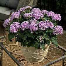 Image result for Pentas micrantha