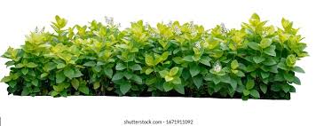 Image result for Eranthemum