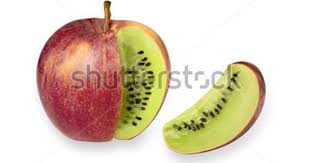 The deliberate modification of the genetic structure of an organism. Gallery For Transgenic Organism Fruit Fruit Organs Apple