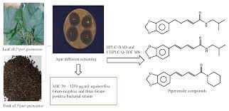 Image result for Piper guineense