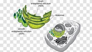 Endoplasmic reticulum is one of the very important structures in a cell, and there are two major types of it known as smooth and rough. Smooth Endoplasmic Reticulum Eukaryote Cell Organelle Organism Biological Scene Transparent Png