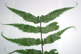 Image result for Asplenium hypomelas