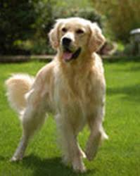 Browse thru our id verified puppy for sale listings to find your perfect puppy in your area. Golden Retriever Puppies Florida Adopt Petfinder